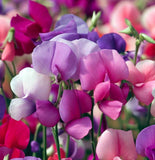 LATHYRUS odoratus 'Knee High Mix' (Annual Sweet Pea, Semi-Dwarf - Knee High Mix)