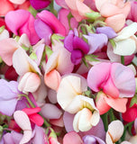 LATHYRUS odoratus 'Knee High Mix' (Annual Sweet Pea, Semi-Dwarf - Knee High Mix)