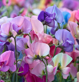 LATHYRUS odoratus 'Mammoth Mix' (Annual Sweet Pea, Long Stemmed - Mammoth Mix)