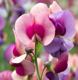 LATHYRUS odoratus 'Mammoth Mix' (Annual Sweet Pea, Long Stemmed - Mammoth Mix)