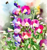 LATHYRUS odoratus 'Knee High Mix' (Annual Sweet Pea, Semi-Dwarf - Knee High Mix)