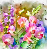 LATHYRUS odoratus 'Mammoth Mix' (Annual Sweet Pea, Long Stemmed - Mammoth Mix)