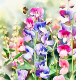 LATHYRUS odoratus 'Knee High Mix' (Annual Sweet Pea, Semi-Dwarf - Knee High Mix)