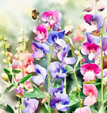 LATHYRUS odoratus 'Mammoth Mix' (Annual Sweet Pea, Long Stemmed - Mammoth Mix)