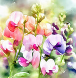 LATHYRUS odoratus 'Early Multiflora Mix' (Annual Sweet Pea, Early - Early Multiflora Mix)