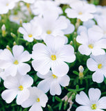 LINANTHUS grandiflorus (Mountain Phlox)