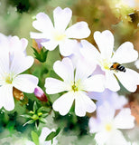 LINANTHUS grandiflorus (Mountain Phlox)