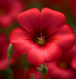 LINUM grandiflorum rubrum (Scarlet Flax)