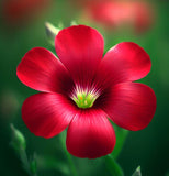 LINUM grandiflorum rubrum (Scarlet Flax)