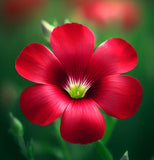 LINUM grandiflorum rubrum (Scarlet Flax)