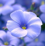 LINUM perenne (Blue Flax)