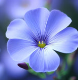 LINUM perenne (Blue Flax)