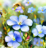 LINUM perenne (Blue Flax)