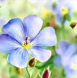 LINUM perenne (Blue Flax)