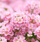 LOBULARIA Maritima (Sweet Alyssum, Dwarf Pink)