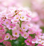 LOBULARIA Maritima (Sweet Alyssum, Dwarf Pink)