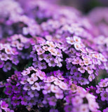 LOBULARIA Maritima 'Royal Carpet' (Sweet Alyssum, Dwarf Purple - Royal Carpet)