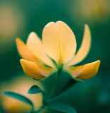 LOTUS corniculatus (Bird's Foot Trefoil)