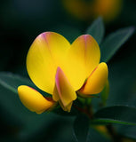 LOTUS corniculatus (Bird's Foot Trefoil)