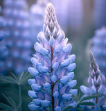 LUPINUS argenteus (Mountain Lupine)