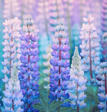 LUPINUS argenteus (Mountain Lupine)