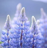 LUPINUS argenteus (Mountain Lupine)