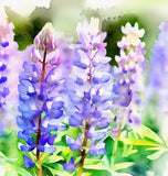 LUPINUS argenteus (Mountain Lupine)