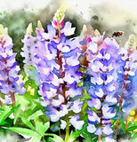 LUPINUS argenteus (Mountain Lupine)