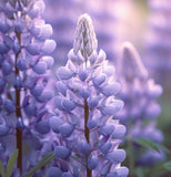 LUPINUS perennis (Perennial Lupine)