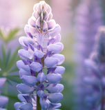 LUPINUS perennis (Perennial Lupine)