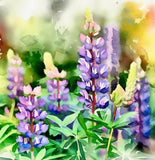 LUPINUS perennis (Perennial Lupine)