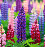 LUPINUS polyphyllus (Bigleaf Lupine)