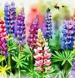 LUPINUS polyphyllus (Bigleaf Lupine)