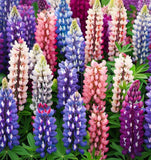 LUPINUS polyphyllus (Russell Lupine)