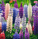 LUPINUS polyphyllus (Russell Lupine)