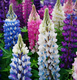LUPINUS polyphyllus (Russell Lupine)