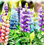 LUPINUS polyphyllus (Russell Lupine)