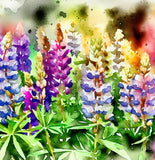 LUPINUS polyphyllus (Russell Lupine)