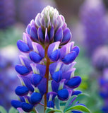 LUPINUS succulentus (Arroyo Lupine)