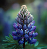 LUPINUS succulentus (Arroyo Lupine)