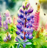 LUPINUS succulentus (Arroyo Lupine)