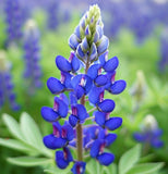 LUPINUS texensis (Texas Bluebonnet)