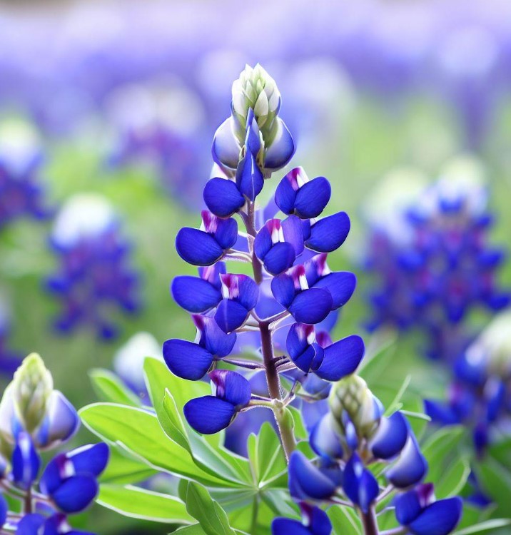 LUPINUS texensis (Texas Bluebonnet) – MySeedsCo
