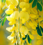 Laburnum alpinum (Scotch Laburnum)