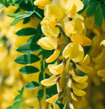 Laburnum alpinum (Scotch Laburnum)