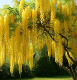 Laburnum alpinum (Scotch Laburnum)