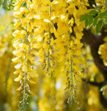 Laburnum alpinum (Scotch Laburnum)