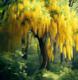 Laburnum alpinum (Scotch Laburnum)