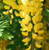 Laburnum anagyroides (vulgare) (Golden Chain Tree)