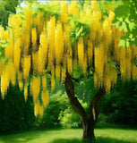 Laburnum anagyroides (vulgare) (Golden Chain Tree)